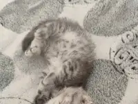 Шотландская кошечка, фотография 4