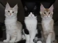 Котята мейн кун!, фотография 3