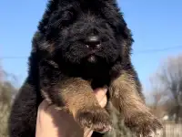 Щенки немецкой овчарки, фотография 4