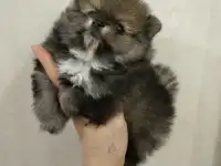Шпиц померанский