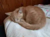 Котенок в добрые руки, фотография 5