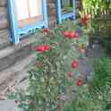 Продам дом в деревне, Рогачевский р-н, д. Романовка, ул. Озерная, 18