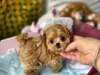 Элитные мини и микро мальтипу ф1 Корея, фотография 3