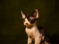 Котята Девон-рекс, фотография 4