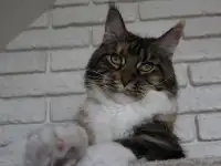 Взрослая кошка мейн-кун в добрые руки., фотография 3
