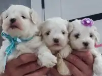 Мальтийской болонки щенки