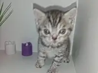 Шотландские котята, фотография 7