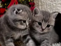 Котята шотландские