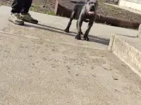 Кане Корсо щенки