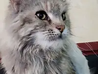 Кошка Мейн-кун