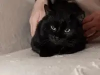 Шикарный котик в добрые руки, фотография 4