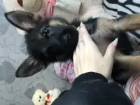Щенок немецкой овчарки