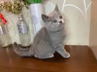 Британские котята, фотография 10