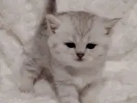 Шотландские котята., фотография 3