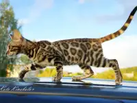 БЕНГАЛЬСКИЕ КЛУБНЫЕ КОТЯТА, фотография 2
