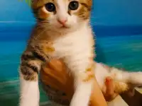 Котодевочка, 2 месяца, очень ждёт доброго хозяина. Игривая и очень милая.