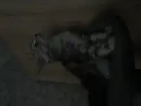 Котенок мей-кун девочка, фотография 2