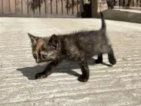 Котёнок (1 мес) в дар, фотография 5