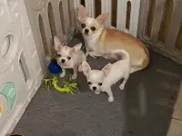 Чихуахуа