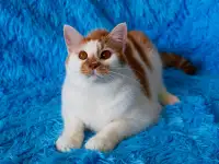 Красивый Котя с янтарными глазками ищет семью!