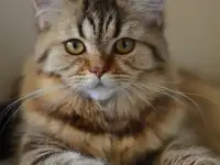 Шотландский котенок, фотография 2