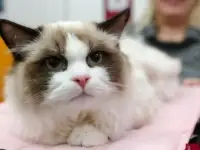 Продажа котёнка регдолл 7 мес.