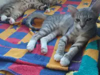 котята в дар, фотография 3