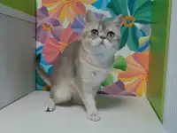 Шотландский кот голубая золотая шиншилла