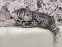 Шотландские плюшевые котята, фотография 4