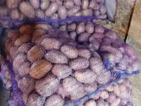 Продам картофель, фотография 2