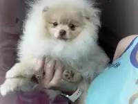 Померанский шпиц, щенки. Мини мишки, фотография 2