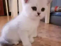 Британские шиншиловые котята, фотография 2