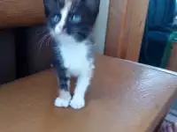 Котята в дар., фотография 4