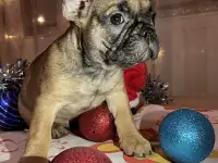 Французский бульдог, фотография 2