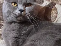 Шотландские котята, фотография 7