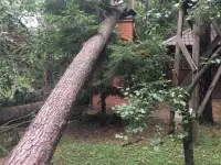 Спил деревьев, фотография 8