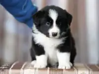 бордер колли, фотография 2
