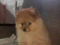 Шпиц, фотография 5