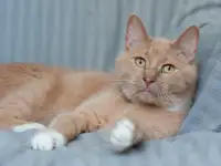 Сладкий нос Юнис