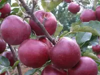 Продам саженцы яблони, фотография 3