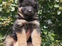 Продаю