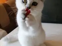 Британские котята, фотография 3