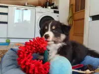 Щенкок бордер колли, фотография 2