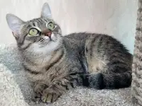 Котенок подросток Манюня, фотография 5