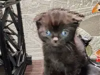 Шотландские вислоухие котята, фотография 4