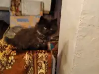 Котята, фотография 2