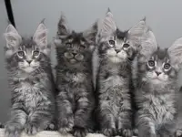 Мейн-кун котята, фотография 2