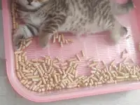Продам котят, фотография 4