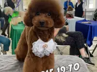 Той пудель. Мальчик крошка. Мини., фотография 7