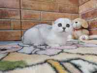 Шотландский котенок, фотография 8